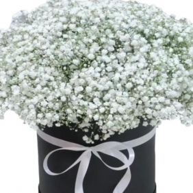  Kemer Florist White Gypsophila in Black Box