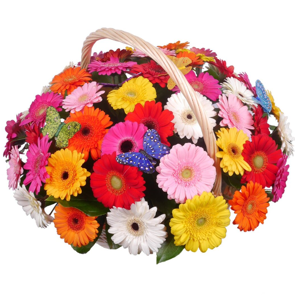 Kemer Flowers 51 Adet Renkli Gerbera Sepette