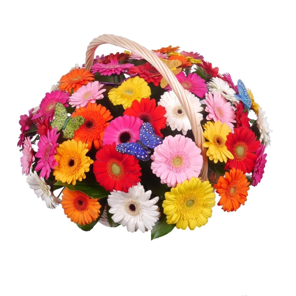 Kemer Florist 51 Colorful Gerberas in Basket